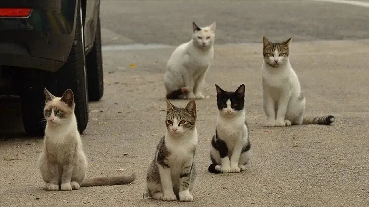 Kedi Nüfusu, İnsan Nüfusunu Geçince Hükümet Düğmeye Bastı