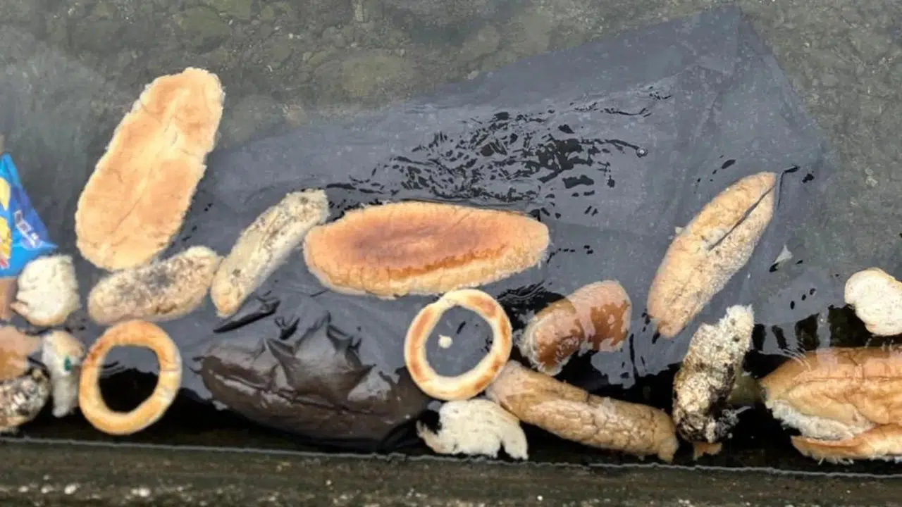 Rize'de Yüzlerce Ekmek, Simit ve Mısır Ekmeği Denize Atıldı