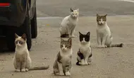 Kedi Nüfusu, İnsan Nüfusunu Geçince Hükümet Düğmeye Bastı