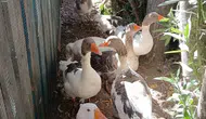 Şartlı Tahliye Edilen Kazlar, Tatilcilerin İlgi Odağı Oldu