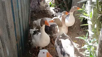 Şartlı Tahliye Edilen Kazlar, Tatilcilerin İlgi Odağı Oldu