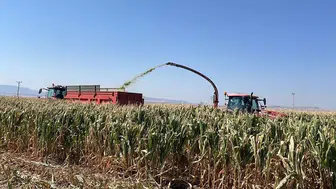 Merzifon'da Silajlık Mısır Hasadı Başladı