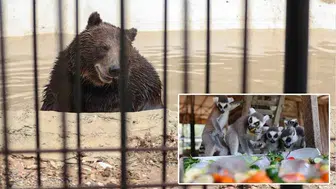 Kentte Hava Sıcaklığı Mevsim Normallerinin Üzerine Çıktı! Hayvanlar İçin Serinletici Önlemler Alınıyor