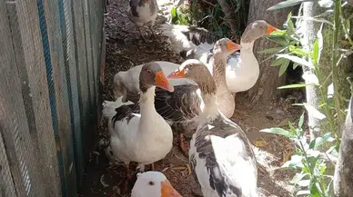 Şartlı Tahliye Edilen Kazlar, Tatilcilerin İlgi Odağı Oldu