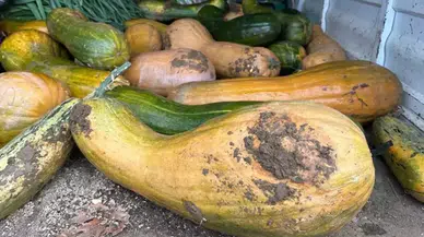 Yurt Dışından Getirilen Tohumlar, Osmangazi'de Çiftçilerin Gelirini Artırıyor