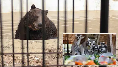 Kentte Hava Sıcaklığı Mevsim Normallerinin Üzerine Çıktı! Hayvanlar İçin Serinletici Önlemler Alınıyor