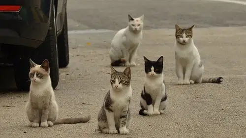Kedi Nüfusu, İnsan Nüfusunu Geçince Hükümet Düğmeye Bastı