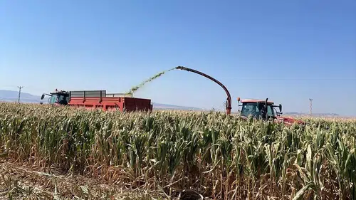 Merzifon'da Silajlık Mısır Hasadı Başladı
